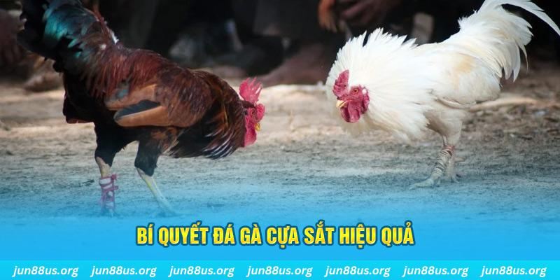 818win đá gà cựa dao