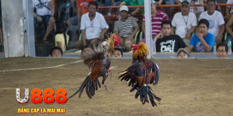 818win đăng nhập mậu binh online