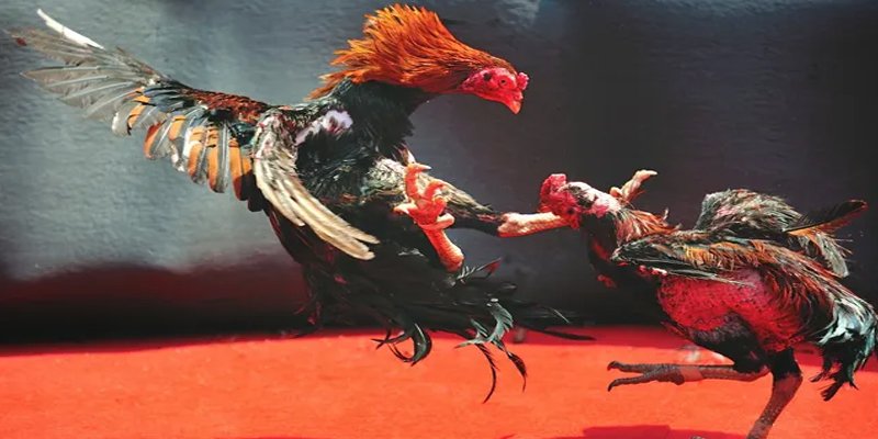 818win BG Bắn cá
